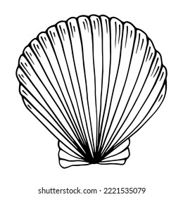 Linear sketch of a seashell. Vector illustrator.