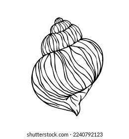 Linear sketch of a seashell.Vector graphics.