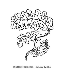 Linear sketch of seaweed leaves.Vector graphics.