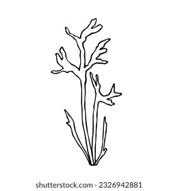 Linear sketch of seaweed leaves.Vector graphics.