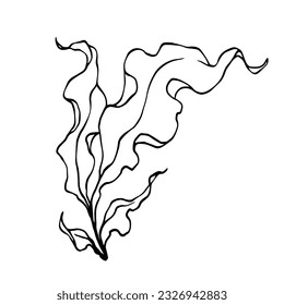 Linear sketch of seaweed leaves.Vector graphics.