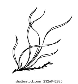 Linear sketch of seaweed leaves.Vector graphics.