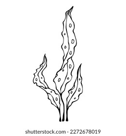 Linear sketch of seaweed, vector graphic.