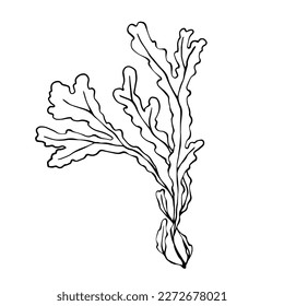 Linear sketch of seaweed, vector graphic.