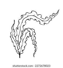 Linear sketch of seaweed, vector graphic.
