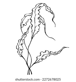 Linear sketch of seaweed, vector graphic.