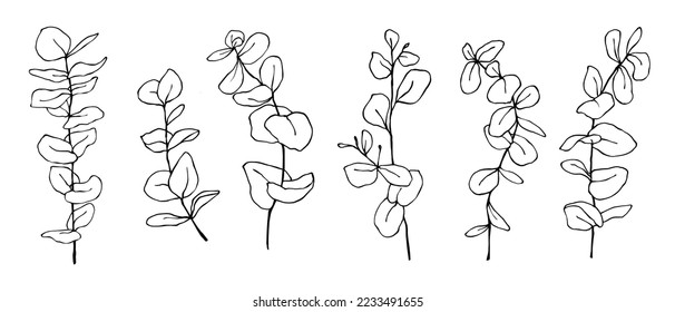 Linear sketch set of ecaliptus tree branches.Vector graphics.