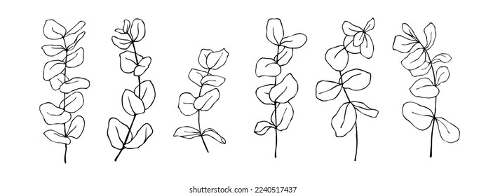Linear sketch set of ecaliptus tree branches.Vector graphics.