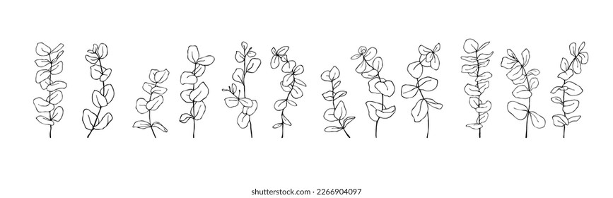 Linear sketch set of ecaliptus tree branches.Vector graphics.