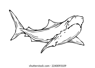 Linear sketch of a shark. Vector graphics.
