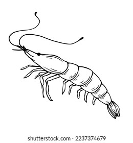 Linear sketch of shrimp.Vector graphics.