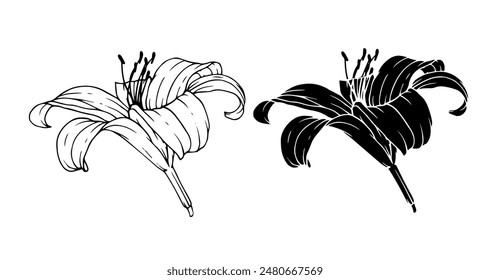 Linear sketch, silhouette of a lily flower. Vector graphics.