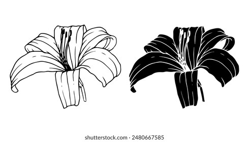 Linear sketch, silhouette of a lily flower. Vector graphics.