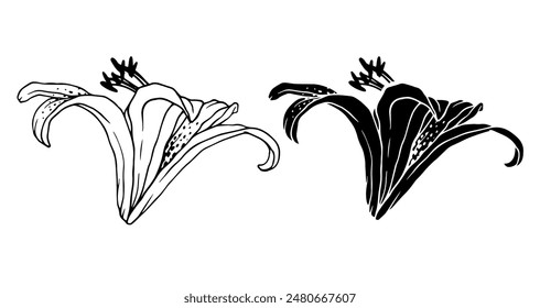 Linear sketch, silhouette of a lily flower. Vector graphics.