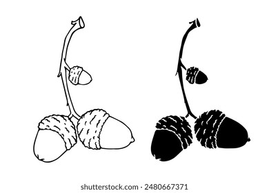 Linear sketch, silhouette of oak branches with acorns. Vector graphics.