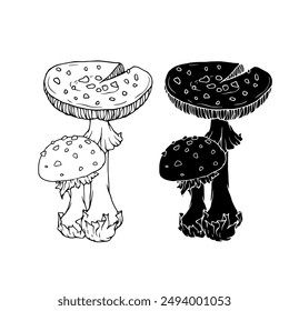 Linear sketch, silhouette, stamp of wild mushrooms toadstools. Vector graphics.