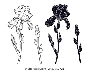 Linear sketch, silhouette, stencil of an iris flower. Vector graphics.