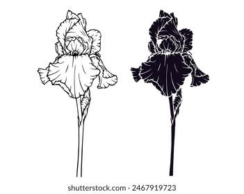 Linear sketch, silhouette, stencil of an iris flower. Vector graphics.