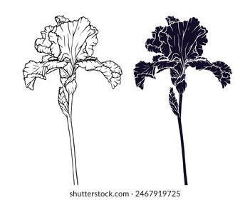 Linear sketch, silhouette, stencil of an iris flower. Vector graphics.