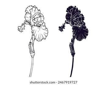 Linear sketch, silhouette, stencil of an iris flower. Vector graphics.