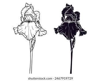 Linear sketch, silhouette, stencil of an iris flower. Vector graphics.