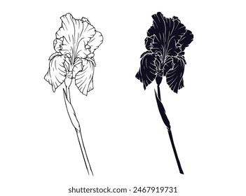 Linear sketch, silhouette, stencil of an iris flower. Vector graphics.