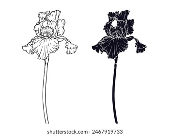 Linear sketch, silhouette, stencil of an iris flower. Vector graphics.