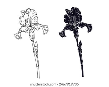 Linear sketch, silhouette, stencil of an iris flower. Vector graphics.