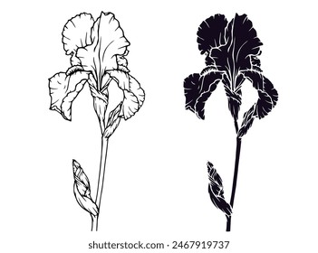 Linear sketch, silhouette, stencil of an iris flower. Vector graphics.