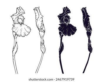 Linear sketch, silhouette, stencil of an iris flower. Vector graphics.