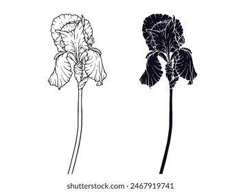 Linear sketch, silhouette, stencil of an iris flower. Vector graphics.