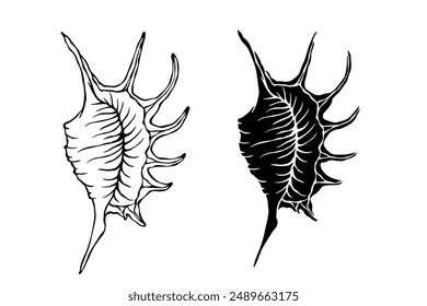 Linear sketch, silhouette, stencil of sea shells. Vector graphics