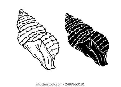 Linear sketch, silhouette, stencil of sea shells. Vector graphics