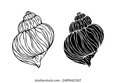 Linear sketch, silhouette, stencil of sea shells. Vector graphics