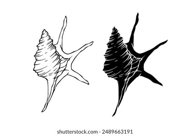 Linear sketch, silhouette, stencil of sea shells. Vector graphics