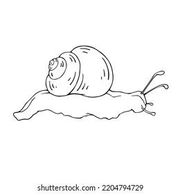 Linear Sketch, Snail Doodle.Vector Graphics.