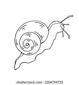 Linear Sketch, Snail Doodle.Vector Graphics.