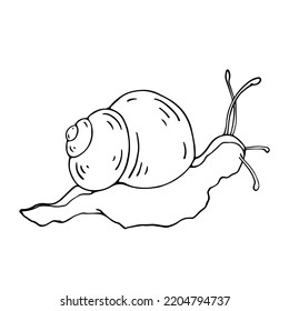 Linear Sketch, Snail Doodle.Vector Graphics.