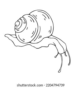 Linear Sketch, Snail Doodle.Vector Graphics.