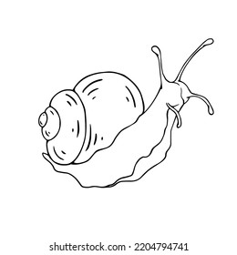 Linear Sketch, Snail Doodle.Vector Graphics.