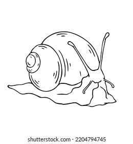 Linear Sketch, Snail Doodle.Vector Graphics.