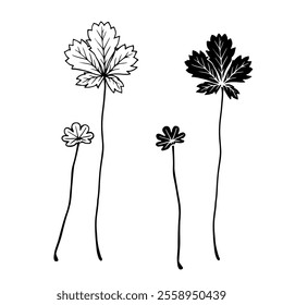 Linear sketch, stamp, silhouette of leaves. Simple botanical elements. Vector graphics.