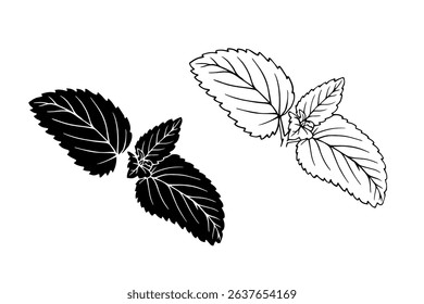 Linear sketch, strain, silhouette of spicy mint leaves. Vector graphics.