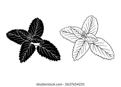 Linear sketch, strain, silhouette of spicy mint leaves. Vector graphics.