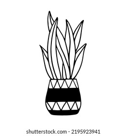 Linear sketch of a succulent plant. Simple houseplant illustration. Stylized vector graphic.