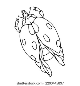 Linear sketch of a summer insect, ladybug doodle.Vector graphics.