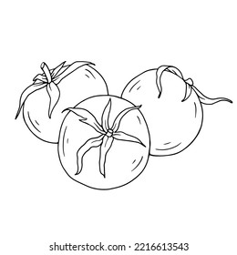 Linear sketch of summer vegetable tomato.Vector graphics.