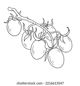 Linear sketch of summer vegetable tomato.Vector graphics.