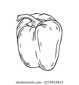 Linear sketch of sweet,bell pepper.Vector graphics.