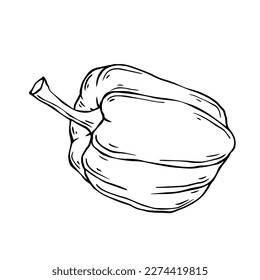Linear sketch of sweet,bell pepper.Vector graphics.